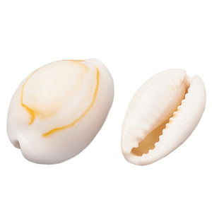 Kaurimuscheln Kaurimuscheln 2cm creme 50 Stück