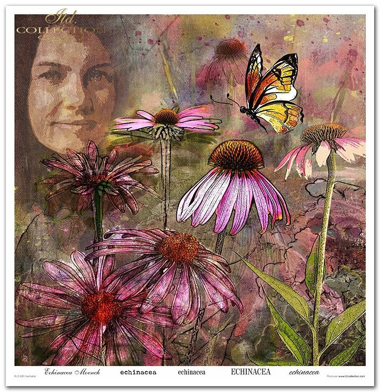 Scrapbooking-Papierset Herbalist 10 Bögen 31x32cm 200g/m²