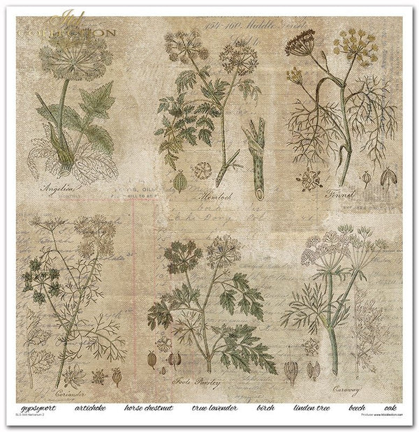 Scrapbooking Papier Set Herbarium 2 31x32cm 200g/m² 11 Bögen