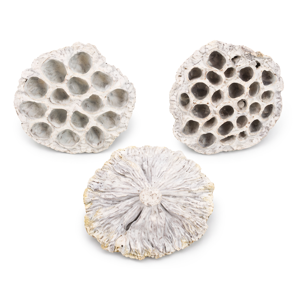 Getrocknete Lotusblüten Naturmaterial weiß gewaschen ca. 8 x 5 cm pro Stück