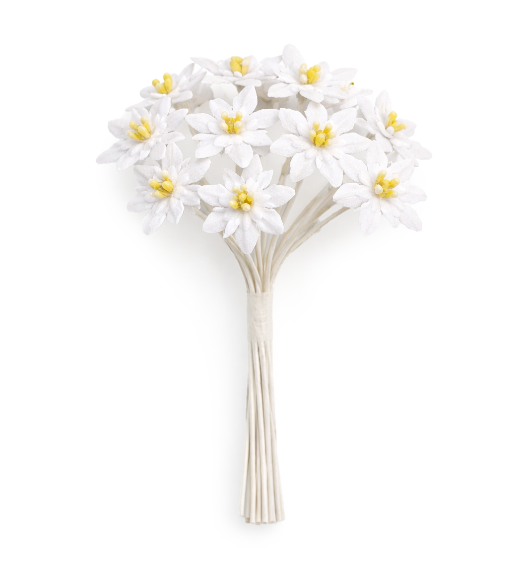 Edelweiß ⌀ 20mm 12 Stück/Bund