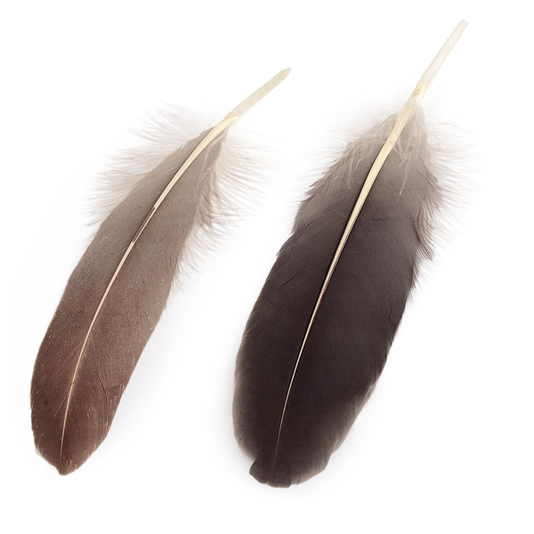 Gänsefeder natur braun 14-21 cm lang (15-37mm breit) 20 Stück