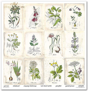 Scrapbooking Papier Set Herbarium 2 31x32cm 200g/m² 11 Bögen