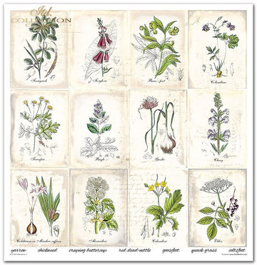 Scrapbooking Papier Set Herbarium 2 31x32cm 200g/m² 11 Bögen