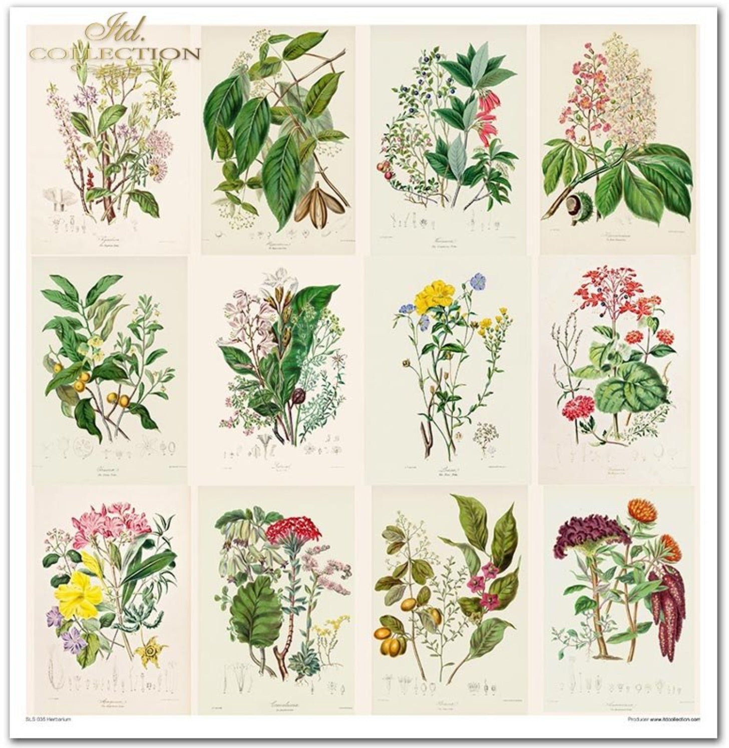 Scrapbooking-Papier-Set Herbarium 320x310mm 200g 10 Blatt
