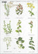 Reispapier A4 Kräuterpflanzen mit Bezeichnung, Paper 25-30g/m2