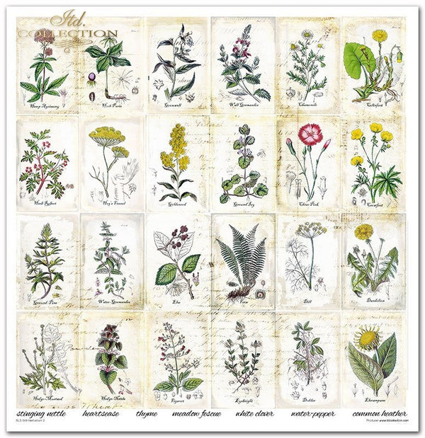 Scrapbooking Papier Set Herbarium 2 31x32cm 200g/m² 11 Bögen