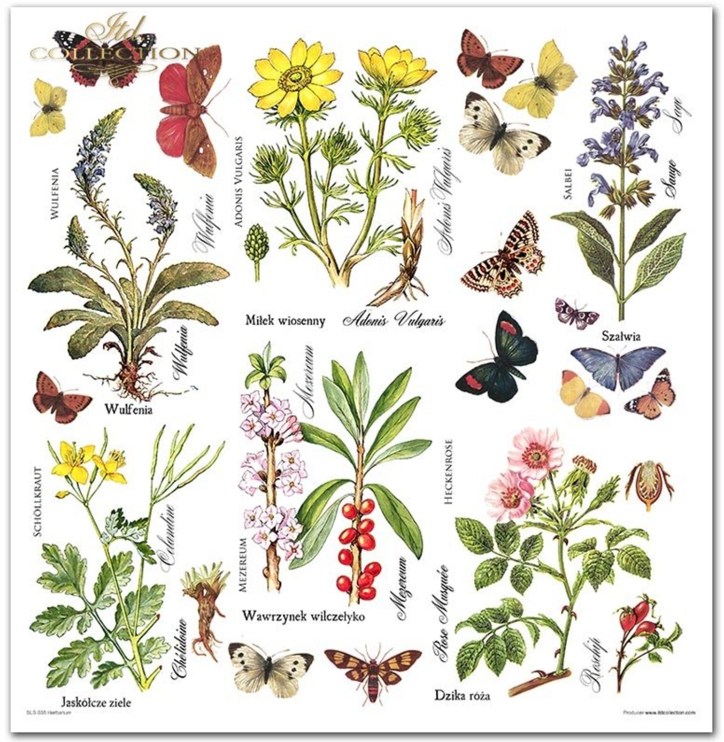Scrapbooking-Papier-Set Herbarium 320x310mm 200g 10 Blatt