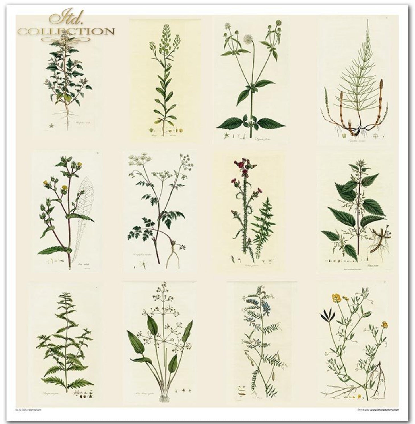 Scrapbooking-Papier-Set Herbarium 320x310mm 200g 10 Blatt