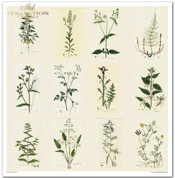 Scrapbooking-Papier-Set Herbarium 320x310mm 200g 10 Blatt