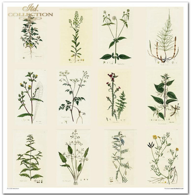 Scrapbooking-Papier-Set Herbarium 320x310mm 200g 10 Blatt