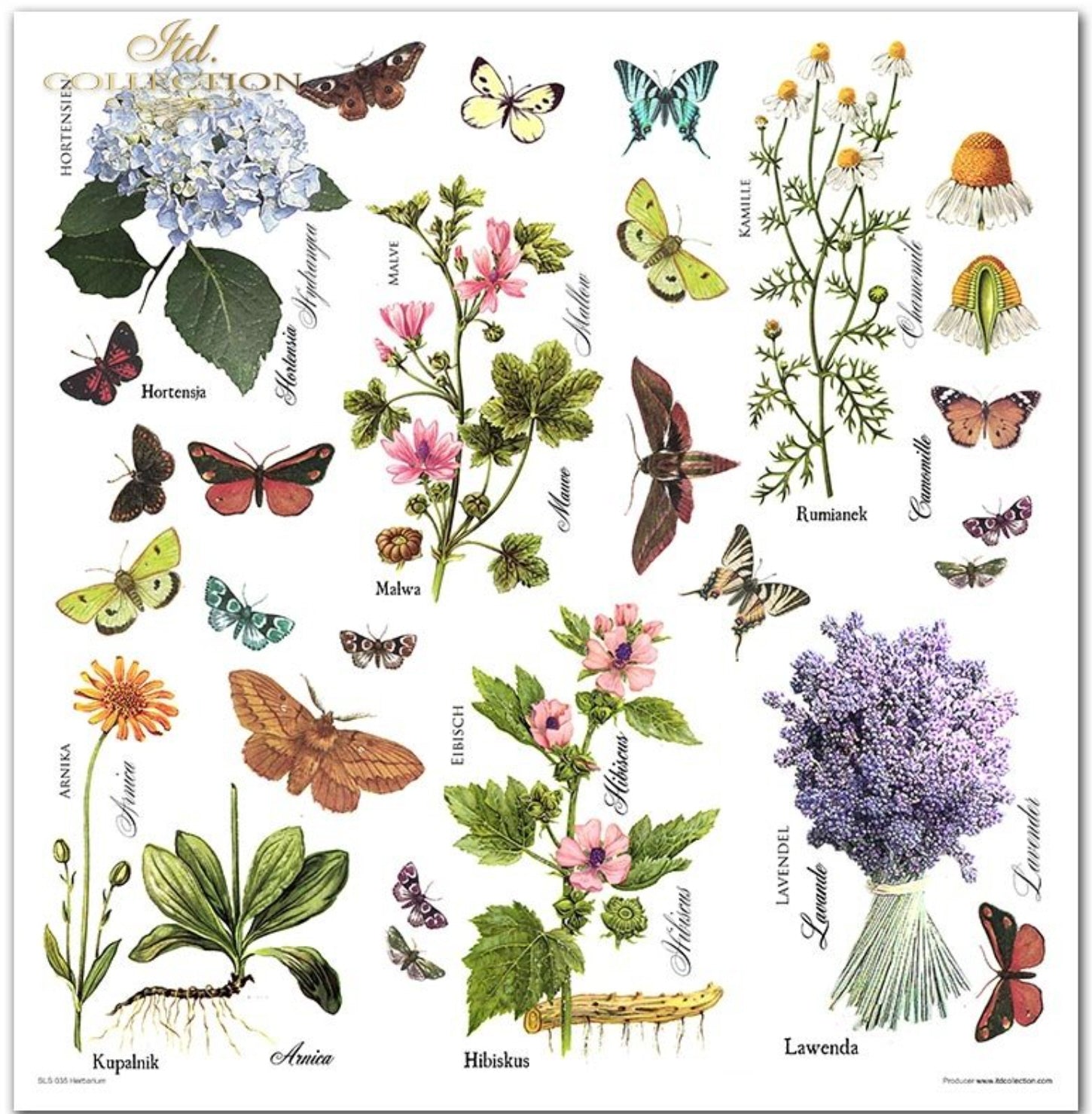 Scrapbooking-Papier-Set Herbarium 320x310mm 200g 10 Blatt