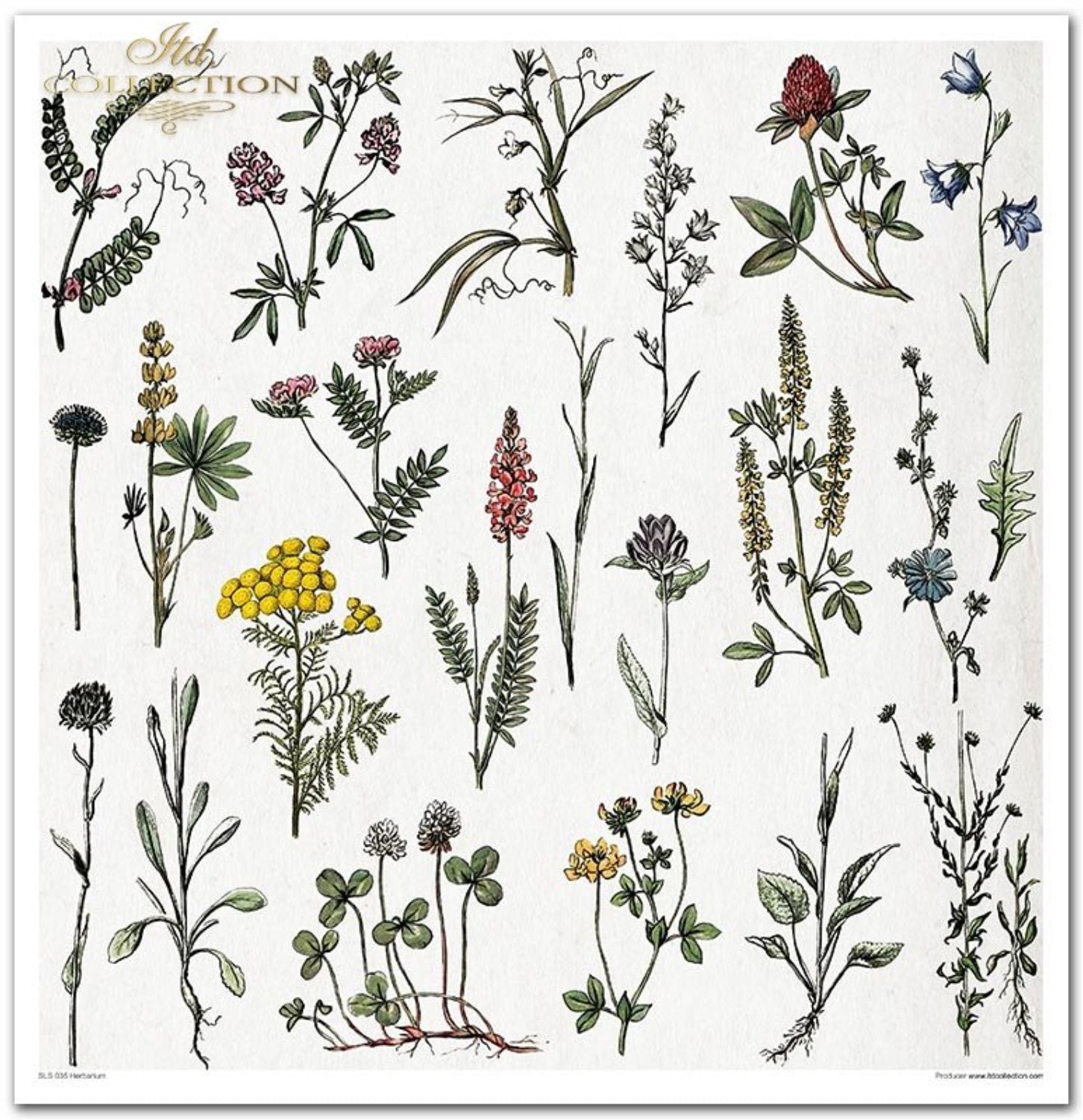 Scrapbooking-Papier-Set Herbarium 320x310mm 200g 10 Blatt