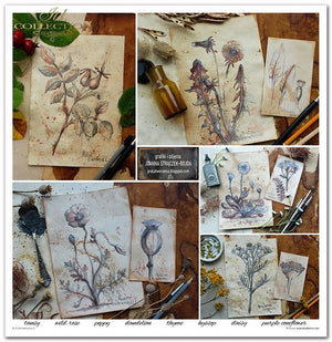 Scrapbooking Papier Set Herbarium 2 31x32cm 200g/m² 11 Bögen