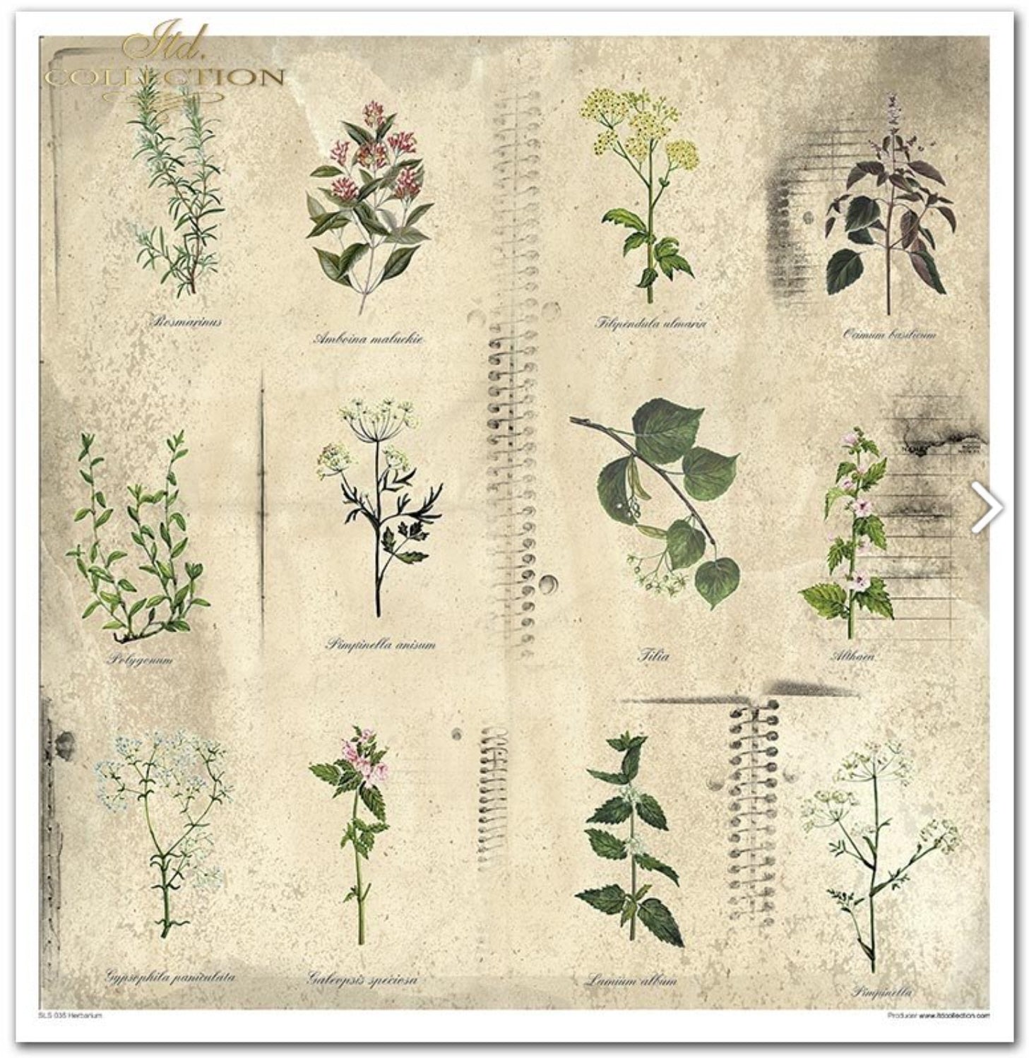 Scrapbooking-Papier-Set Herbarium 320x310mm 200g 10 Blatt