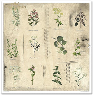 Scrapbooking-Papier-Set Herbarium 320x310mm 200g 10 Blatt