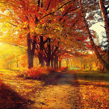 Ambiente Servietten Autumn Park FSC Mix 33x33cm 20 Stück/Verpackung