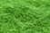 Sisalgras grün 20g/Beutel