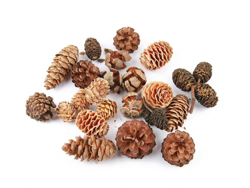 Zapfen-Mischung natur 90g